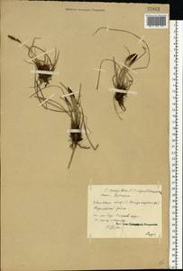 Carex cespitosa L., Eastern Europe, Central forest region (E5) (Russia)