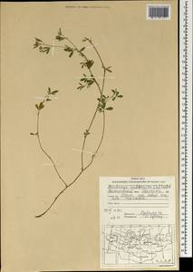 Medicago ruthenica (L.)Ledeb., Mongolia (MONG) (Mongolia)