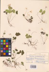 Oxalis acetosella L., Eastern Europe, Western region (E3) (Russia)