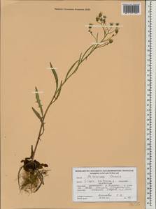 Crepis tectorum L., Eastern Europe, Belarus (E3a) (Belarus)
