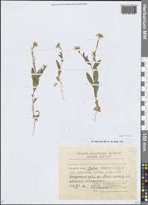 Brassicaceae, Middle Asia, Pamir & Pamiro-Alai (M2) (Uzbekistan)