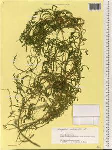 Dysphania ambrosioides (L.) Mosyakin & Clemants, South Asia, South Asia (Asia outside ex-Soviet states and Mongolia) (ASIA) (Israel)