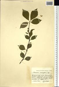 Euonymus macropterus Rupr., Siberia, Russian Far East (S6) (Russia)