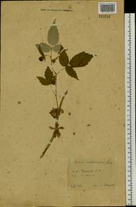 Rubus sachalinensis H. Lév., Siberia, Western Siberia (S1) (Russia)