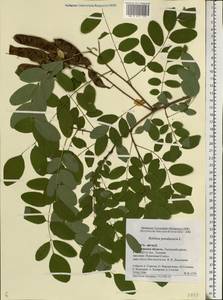 Robinia pseudoacacia L., Eastern Europe, Central forest-and-steppe region (E6) (Russia)