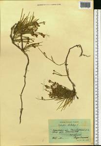Ephedra distachya L., Eastern Europe, North Ukrainian region (E11) (Ukraine)