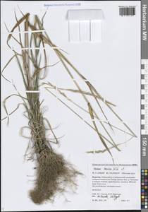 Elymus caninus (L.) L., Siberia, Baikal & Transbaikal region (S4) (Russia)
