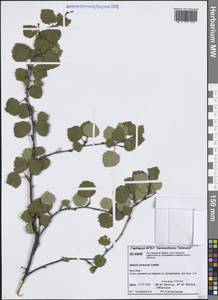 Betula pubescens var. pumila (Zanoni ex Murray) Govaerts, Siberia, Central Siberia (S3) (Russia)