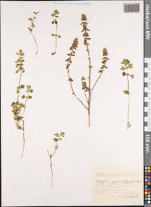 Lagopsis supina (Steph. ex Willd.) Ikonn.-Gal., Siberia, Baikal & Transbaikal region (S4) (Russia)