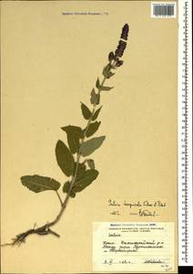 Salvia nemorosa subsp. pseudosylvestris (Stapf) Bornm., Crimea (KRYM) (Russia)