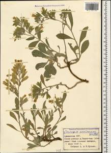 Onosma sericea Willd., Caucasus, Armenia (K5) (Armenia)