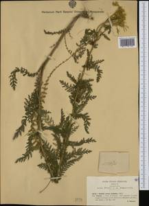 Achillea distans subsp. stricta (Schleich. ex Gremli) Janch., Western Europe (EUR) (Italy)