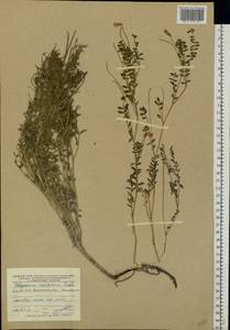 Hedysarum cretaceum DC., Eastern Europe, Rostov Oblast (E12a) (Russia)