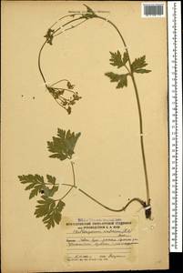 Eleutherospermum cicutarium (M. Bieb.) Boiss., Caucasus, South Ossetia (K4b) (South Ossetia)
