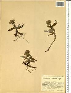 Saussurea congesta subsp. soczavae (Lipsch.) Vorosch., Siberia, Russian Far East (S6) (Russia)