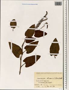 Saururus chinensis (Lour.) Baill., South Asia, South Asia (Asia outside ex-Soviet states and Mongolia) (ASIA) (Vietnam)