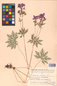 Geranium pratense L., Eastern Europe, Moscow region (E4a) (Russia)