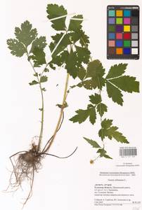 Geum urbanum L., Eastern Europe, Central region (E4) (Russia)