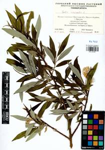 Salix viminalis L., Siberia, Baikal & Transbaikal region (S4) (Russia)