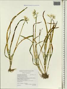 Allium triquetrum L., Africa (AFR) (Portugal)