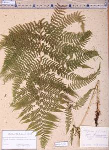 Athyrium filix-femina (L.) Roth, Siberia, Altai & Sayany Mountains (S2) (Russia)