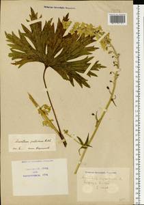 Aconitum lycoctonum subsp. lasiostomum (Rchb.) Warncke, Eastern Europe, North Ukrainian region (E11) (Ukraine)