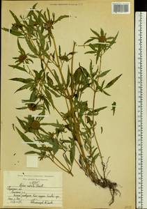 Bidens radiata Thuill., Eastern Europe, Central region (E4) (Russia)