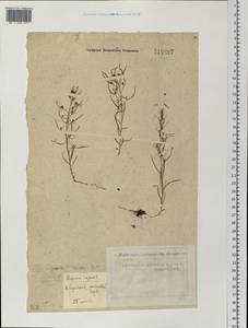 Thesium repens Ledeb., Siberia, Western Siberia (S1) (Russia)