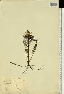 Pedicularis, Eastern Europe, Eastern region (E10) (Russia)