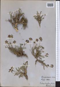 Oxytropis trajectorum B.Fedtsch., Middle Asia, Western Tian Shan & Karatau (M3) (Uzbekistan)