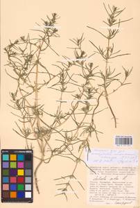 Soda inermis (Moench) Fourr., Eastern Europe, Lower Volga region (E9) (Russia)