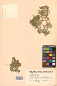 Scleranthus annuus L., Siberia, Russian Far East (S6) (Russia)