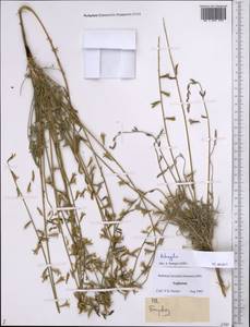 Astragalus, Middle Asia, Pamir & Pamiro-Alai (M2) (Tajikistan)