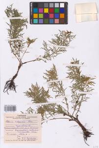 Adonis volgensis DC., Eastern Europe, Lower Volga region (E9) (Russia)