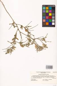 Euclidium syriacum (L.) W.T.Aiton, Eastern Europe, Lower Volga region (E9) (Russia)