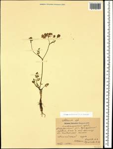 Carum meifolium (M. Bieb.) Boiss., Caucasus, Stavropol Krai, Karachay-Cherkessia & Kabardino-Balkaria (K1b) (Russia)