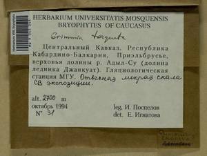 Grimmia torquata Drumm., Bryophytes, Bryophytes - North Caucasus & Ciscaucasia (B12) (Russia)