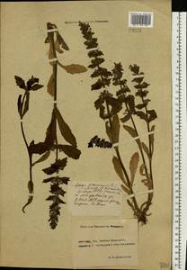 Ajuga genevensis L., Eastern Europe, North Ukrainian region (E11) (Ukraine)