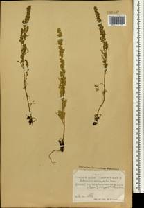 Artemisia pubescens Ledeb., Mongolia (MONG) (Mongolia)