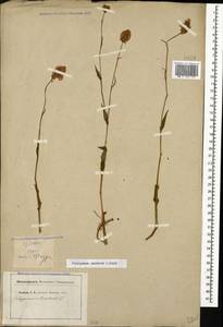 Bistorta carnea (K. Koch) Kom., Caucasus, Georgia (K4) (Georgia)