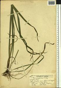 Carex campylorhina V.I.Krecz., Siberia, Russian Far East (S6) (Russia)