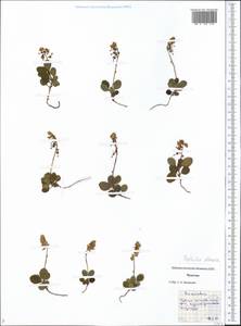 Orthilia secunda (L.) House, Siberia, Chukotka & Kamchatka (S7) (Russia)