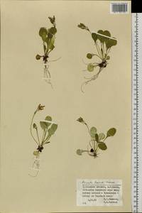 Primula modesta var. matsumurae (Petitm.) Takeda, Siberia, Russian Far East (S6) (Russia)