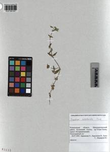 KUZ 004 547, Cerastium holosteoides Fries emend. Hyl., Siberia, Altai & Sayany Mountains (S2) (Russia)