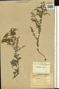 Artemisia nutans Willd., Eastern Europe, Rostov Oblast (E12a) (Russia)