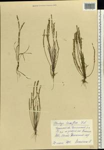 Plantago tenuiflora Waldst. & Kit., Eastern Europe, South Ukrainian region (E12) (Ukraine)