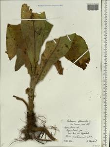 Verbascum phlomoides L., Eastern Europe, Central forest region (E5) (Russia)