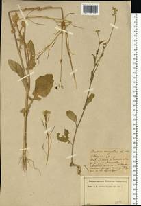 Brassica rapa subsp. oleifera (DC.) Metzg., Eastern Europe, North-Western region (E2) (Russia)