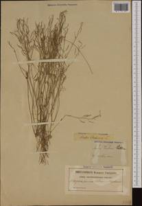 Arabidopsis thaliana (L.) Heynh., Western Europe (EUR) (Sweden)