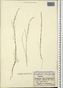 Bufonia tenuifolia, Caucasus, Armenia (K5) (Armenia)